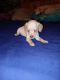 Chiweenie Puppies for sale in Oklahoma City, OK, USA. price: $150