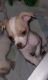 Chiweenie Puppies for sale in Salem, OR, USA. price: $500