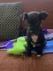 Chiweenie Puppies for sale in Newport News, VA, USA. price: $1,200