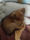 Chiweenie Puppies for sale in Dearborn Heights, MI, USA. price: NA