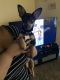Chiweenie Puppies for sale in Federal Way, WA 98003, USA. price: $350