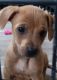Chiweenie Puppies for sale in Raleigh, NC, USA. price: $150
