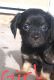 Chiweenie Puppies for sale in Melbeta, NE, USA. price: $100