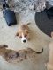 Chiweenie Puppies for sale in Toney, AL, USA. price: $150
