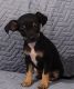 Chiweenie Puppies for sale in Anadarko, OK 73005, USA. price: $40,000