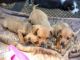 Chiweenie Puppies for sale in Atlanta, GA, USA. price: NA