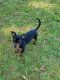 Chiweenie Puppies for sale in Dothan, AL 36303, USA. price: $650