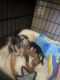 Chiweenie Puppies for sale in Tacoma, WA 98498, USA. price: NA