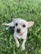 Chiweenie Puppies for sale in Billings, MT, USA. price: NA