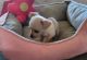 Chiweenie Puppies for sale in Fort Worth, TX 76134, USA. price: NA