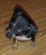 Chiweenie Puppies for sale in Cleburne, TX, USA. price: $100