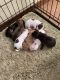 Chiweenie Puppies for sale in West Plains, MO 65775, USA. price: NA