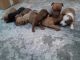 Chiweenie Puppies for sale in Bevil Oaks, TX 77713, USA. price: NA