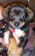 Chiweenie Puppies for sale in San Angelo, TX, USA. price: NA