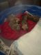 Chiweenie Puppies for sale in Indianapolis, IN, USA. price: $800