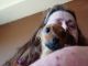 Chiweenie Puppies for sale in La Grange, CA 95329, USA. price: NA