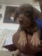 Chiweenie Puppies for sale in Marianna, FL, USA. price: $1,000