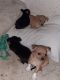 Chiweenie Puppies for sale in Lakewood, WA, USA. price: $350