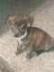 Chiweenie Puppies for sale in Victoria Dr, Houston, TX 77022, USA. price: NA