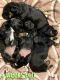 Chiweenie Puppies for sale in Virginia Beach, VA, USA. price: NA