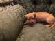 Chiweenie Puppies for sale in Fort Worth, TX, USA. price: NA