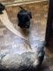 Chiweenie Puppies for sale in Anderson, IN, USA. price: $150