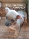 Chiweenie Puppies for sale in Pacolet, SC 29372, USA. price: NA