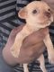 Chiweenie Puppies for sale in Wahiawa, HI 96786, USA. price: $400
