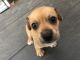 Chiweenie Puppies for sale in Waipahu, HI 96797, USA. price: $200