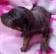 Chiweenie Puppies for sale in 1341 Dogwood Ln, Piedmont, AL 36272, USA. price: $350