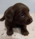 Chiweenie Puppies for sale in 3546 Brook Valley St, Granbury, TX 76048, USA. price: NA