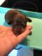 Chiweenie Puppies for sale in Manning, SC 29102, USA. price: NA