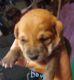Chiweenie Puppies for sale in 5417 Cambridge St, Montclair, CA 91763, USA. price: NA