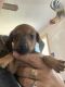 Chiweenie Puppies for sale in Kirtland, NM, USA. price: NA