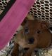 Chiweenie Puppies for sale in Wahiawa, HI 96786, USA. price: $200