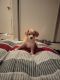 Chiweenie Puppies for sale in Hemet, CA, USA. price: NA