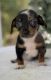 Chiweenie Puppies for sale in Duncan, OK, USA. price: $550