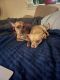 Chiweenie Puppies for sale in Virginia Beach, VA, USA. price: $750