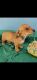 Chiweenie Puppies for sale in DeLand, FL, USA. price: $600