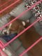 Chiweenie Puppies for sale in Charlotte, NC, USA. price: $200
