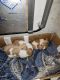 Chiweenie Puppies for sale in Lafayette, IN, USA. price: $600