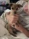 Chiweenie Puppies for sale in De Zavala Rd, San Antonio, TX, USA. price: NA