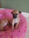 Chiweenie Puppies for sale in Evans, CO 80620, USA. price: NA