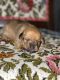 Chiweenie Puppies for sale in Winner, SD 57580, USA. price: NA