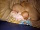 Chiweenie Puppies for sale in Clifton Forge, VA 24422, USA. price: $875
