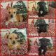 Chiweenie Puppies for sale in Rockford, IL, USA. price: $300
