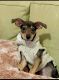 Chiweenie Puppies for sale in Alafaya, FL 32828, USA. price: NA