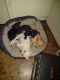 Chiweenie Puppies for sale in Lakeland, FL 33801, USA. price: NA
