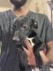Chiweenie Puppies for sale in San Antonio, TX, USA. price: NA