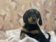 Chiweenie Puppies for sale in NW 15th St, Pembroke Pines, FL 33024, USA. price: NA